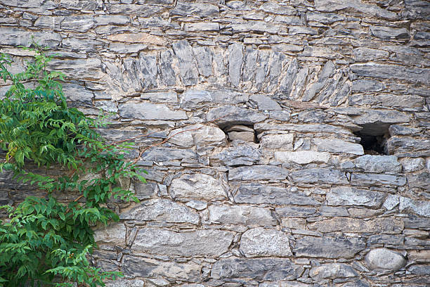 istock stone wall with climbing plant 500887703