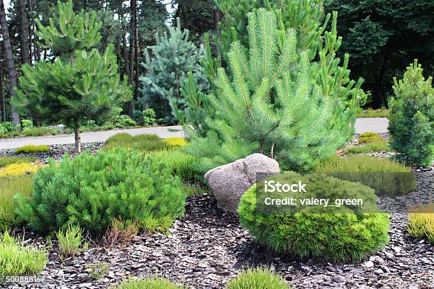 Alpine Garden Stock Photo - Download Image Now - Bush, Compost, Dirt