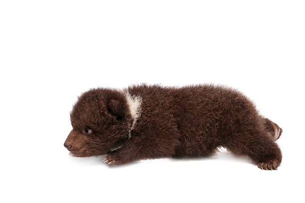 istock Brown Bear cub, Ursus arctos, on white 500889255