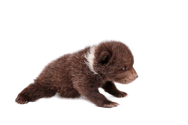 istock Brown Bear cub, Ursus arctos, on white 500889265