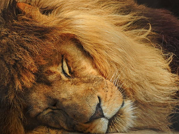 Sleeping lion. stock photo