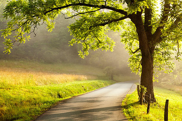 Country Road at Dawn A backlit view of a country road at dawn in Cades Cove in the Great Smoky Mountains National Park. country road stock pictures, royalty-free photos & images