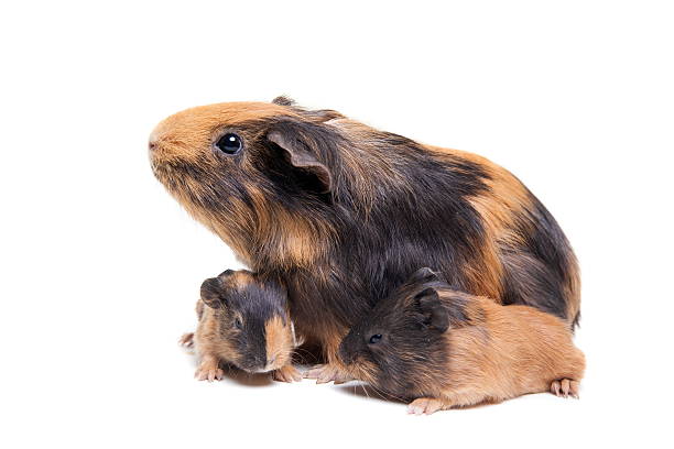Guinea pig in a hatchery.