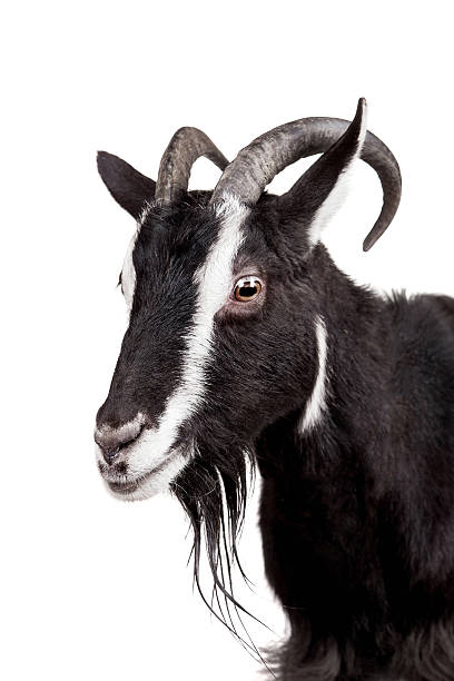istock Toggenburg goat on the white 500891717