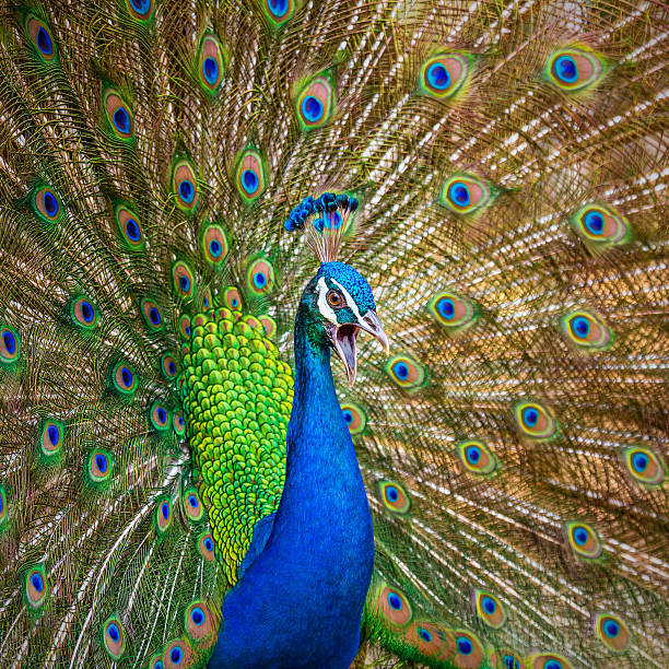 istock Portrait of beautiful peacock with feathers out. 500891803