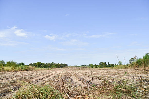istock Sugarcane and road to the plant. 500896248