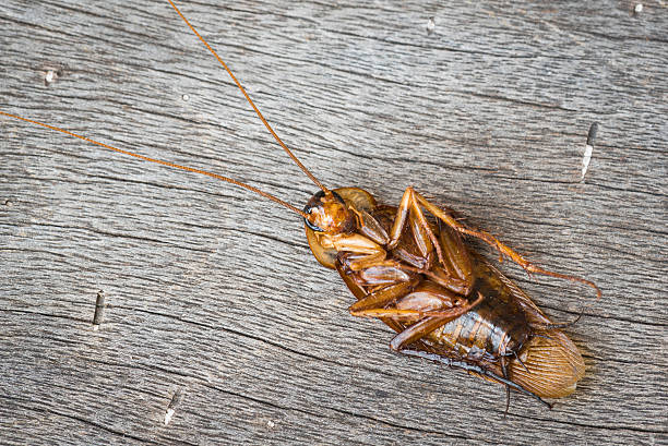 istock Dead cockroaches on the wooden 500896440