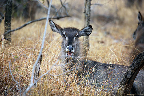 istock South Africa: Waterbuck in Kruger National Park 500899256