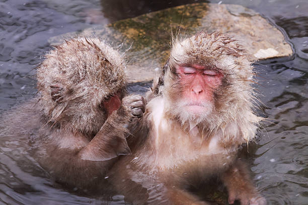 istock The Onsen Monkey Is Being Taken Flea Off By Friend 500899454