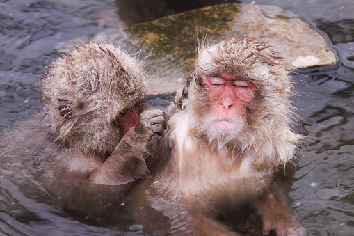 The Onsen Monkey Is Being Taken Flea Off By Friend at Jigokudani Monkey Park - Nagano, Japan