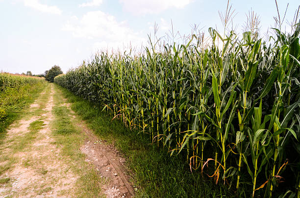 istock Countryside Dirty Road 500899620