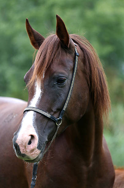 istock Purebred arabian horse head on natural background 500899916