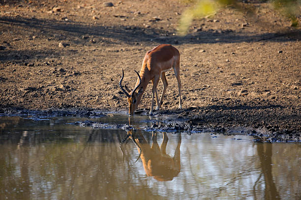 istock South Africa: Impala at Kruger National Park 500900928