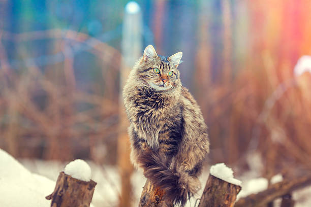 istock Siberian cat sitting on a wooden post in winter 500904334