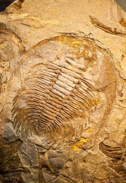 istock Fossil of a trilobate crustaceous 500904936