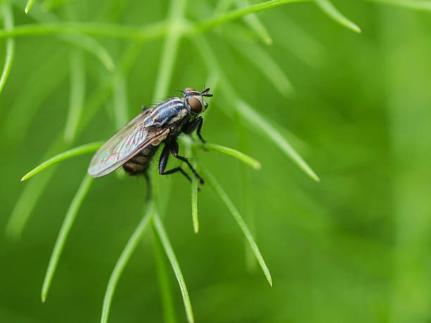 istock House Fly on Green Plant Background 500905305