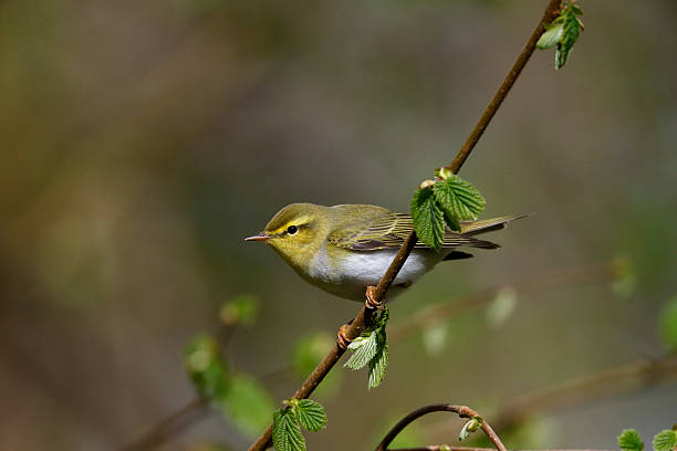 istock Wood warbler, Phylloscopus sibilatrix, 500905411