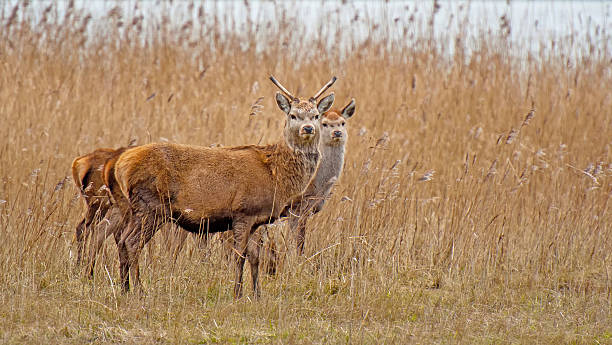 istock Red deer in a field with reed in winter 500906194