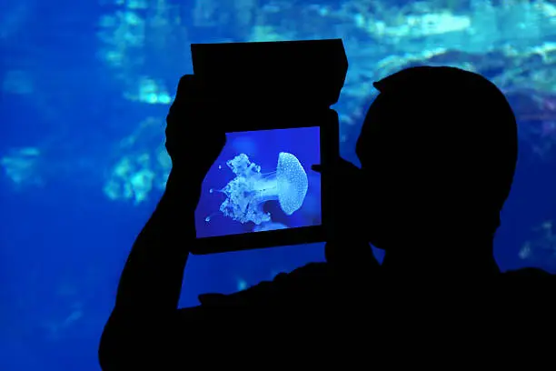Silhouette of a man photographing a jellyfish aquarium with a tablet