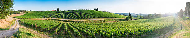 istock Vineyards in Tuscany 500906499