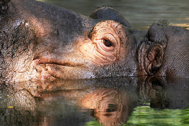 istock Close-up of a hippo 500906819