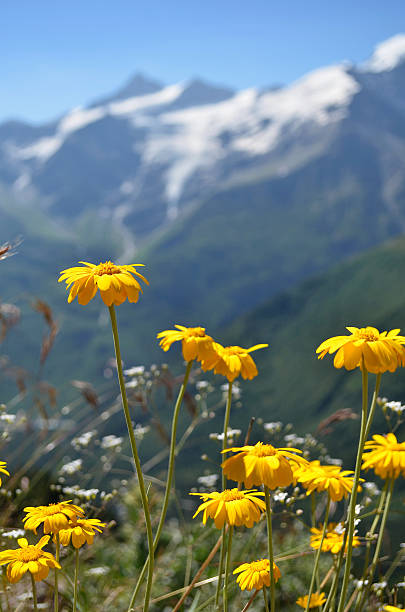 istock Yellow flowers with snowbound rocky mountains in background 500906931