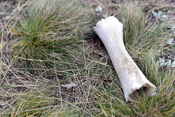 Piece of an animal bone on the ground in the forest.