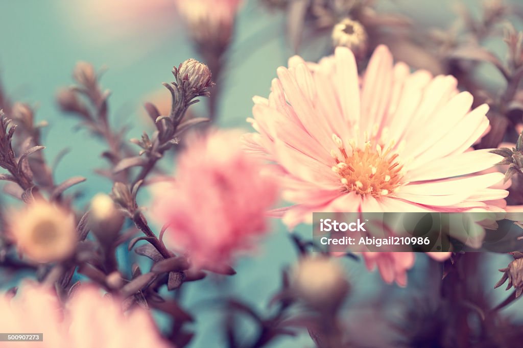 pink lovely autumn aster pink lovely autumn aster  Aster Stock Photo