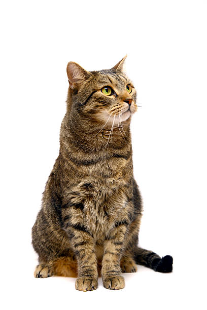 istock Large adult tabby cat on white 500907361