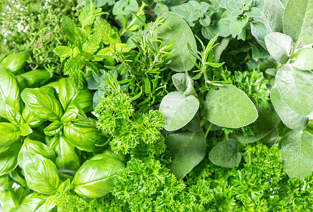 fresh herbs basil, marjoram, parsley, rosemary, thyme, sage stock photo