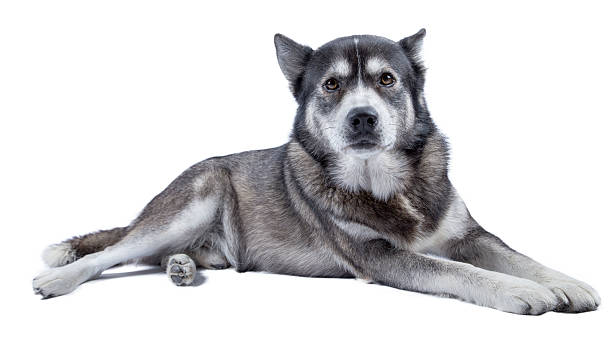 chien allongé - louveteau gris photos et images de collection
