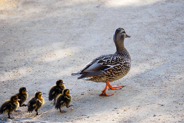 istock walking duck family 500908636