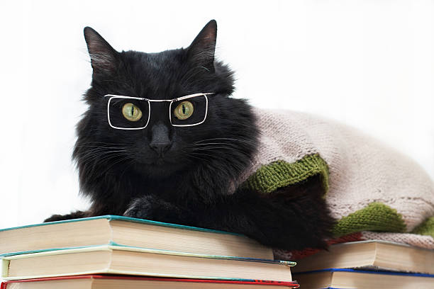 istock black cat with glasses lying on books 500908655