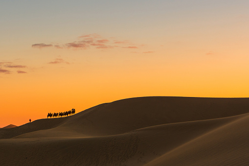 Desert, Camel Ride