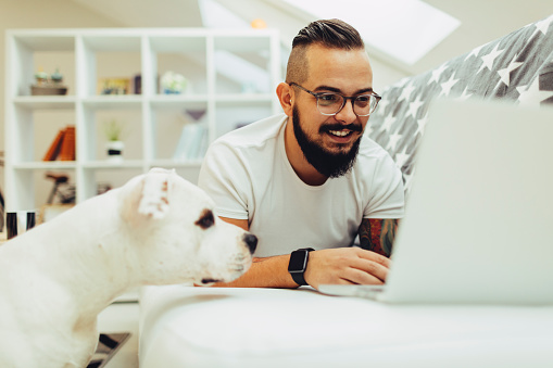 Man lying on his sofa and using laptop, his best friend dog, american Staffordshire Bull Terrier, sitting on floor and looking at laptop. Shot with Canon EOS 5Ds. (Property release tattoos, dog and setup)