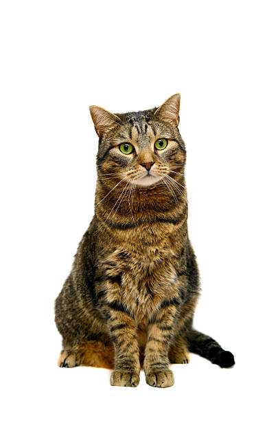 istock Large adult tabby cat on white 500908995
