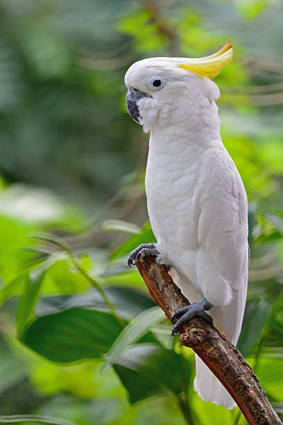 istock Sulphur-crested Cockatoo 500909029