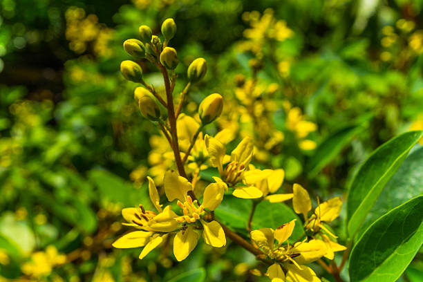 istock Galphimia glauca, Gold shower thryallis 500909048