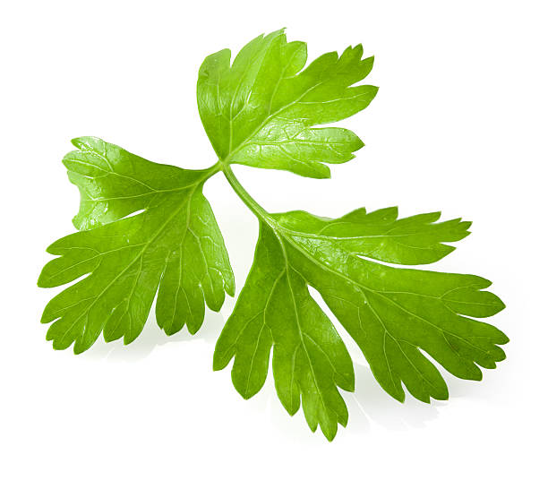 摘んだパセリ白の背景に分離します。 - flat leaf parsley ストックフォトと画像