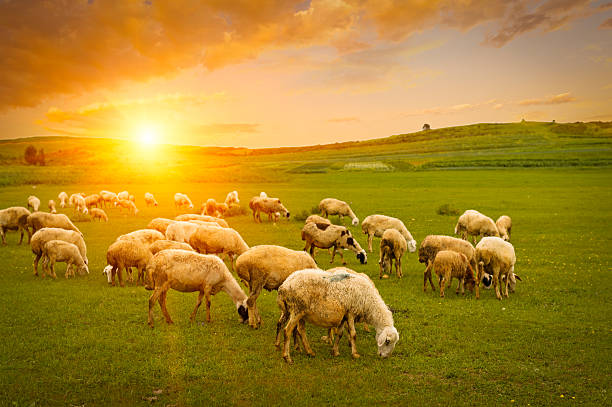 動物の群れの羊 - horizon over land landscapes farm animals nature ストックフォトと画像