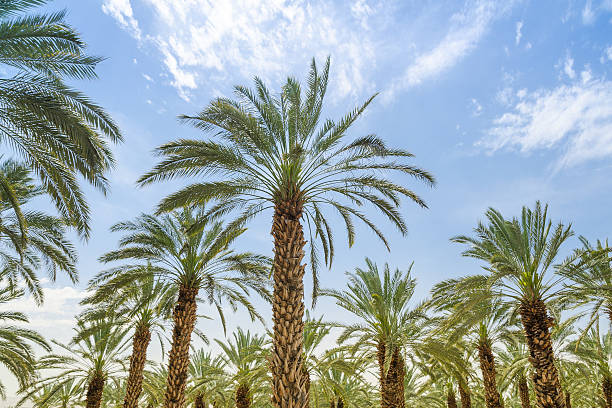 istock High figs date palm trees in Middle East orchard 500909503