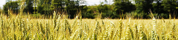 Panorama of a grain field stock photo