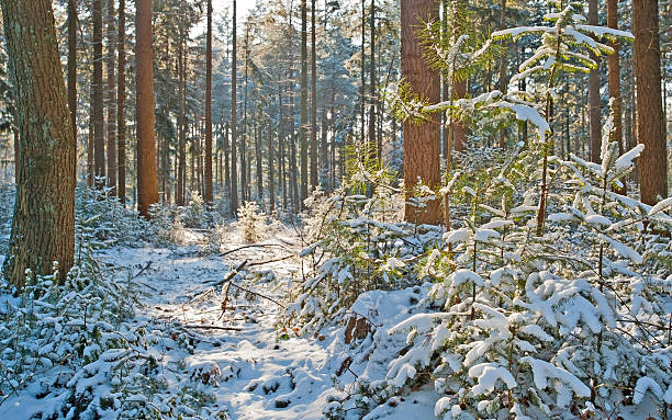 istock Snowy forest in sunlight in winter 500909730