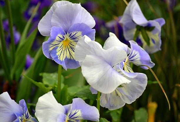 istock V. x wittrockiana or pansy flower 500909813