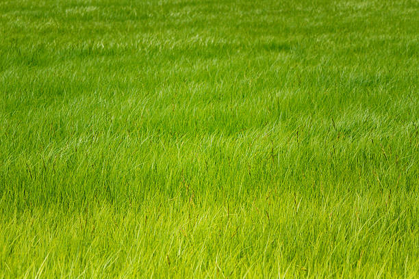 Green Field Green Field.Green meadow. beautiful multi colored tranquil scene enjoyment stock pictures, royalty-free photos & images