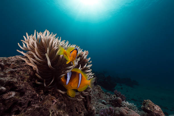 istock Anemone and anemonefish in the Red Sea. 500910807
