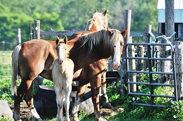 istock Horse Family 500910901