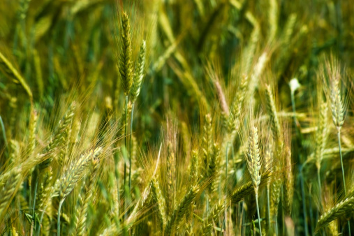 Barley in the field, closeup.
