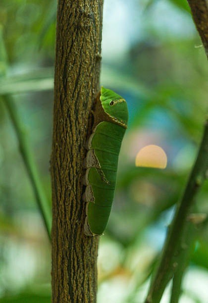 istock Butterfly caterpillar on lemon tree, close up 500911156