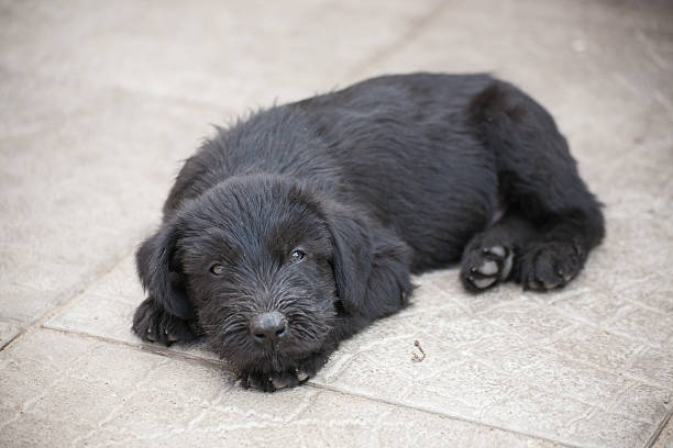 istock standard schnauzer puppies 500911471